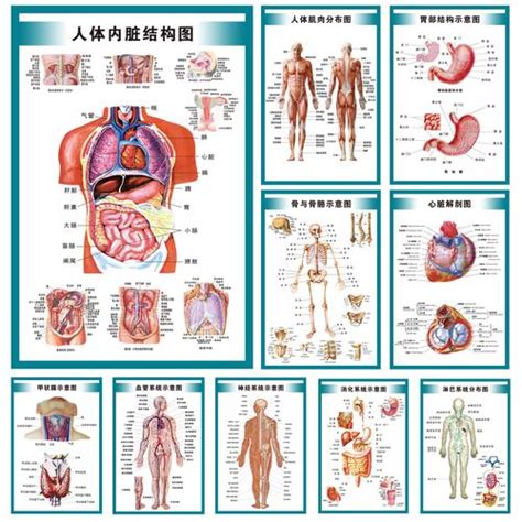 身体部位|人体器官列表